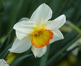 Daffodil 8R86D-04
